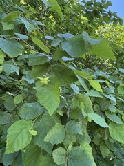 Ostryopsis davidiana