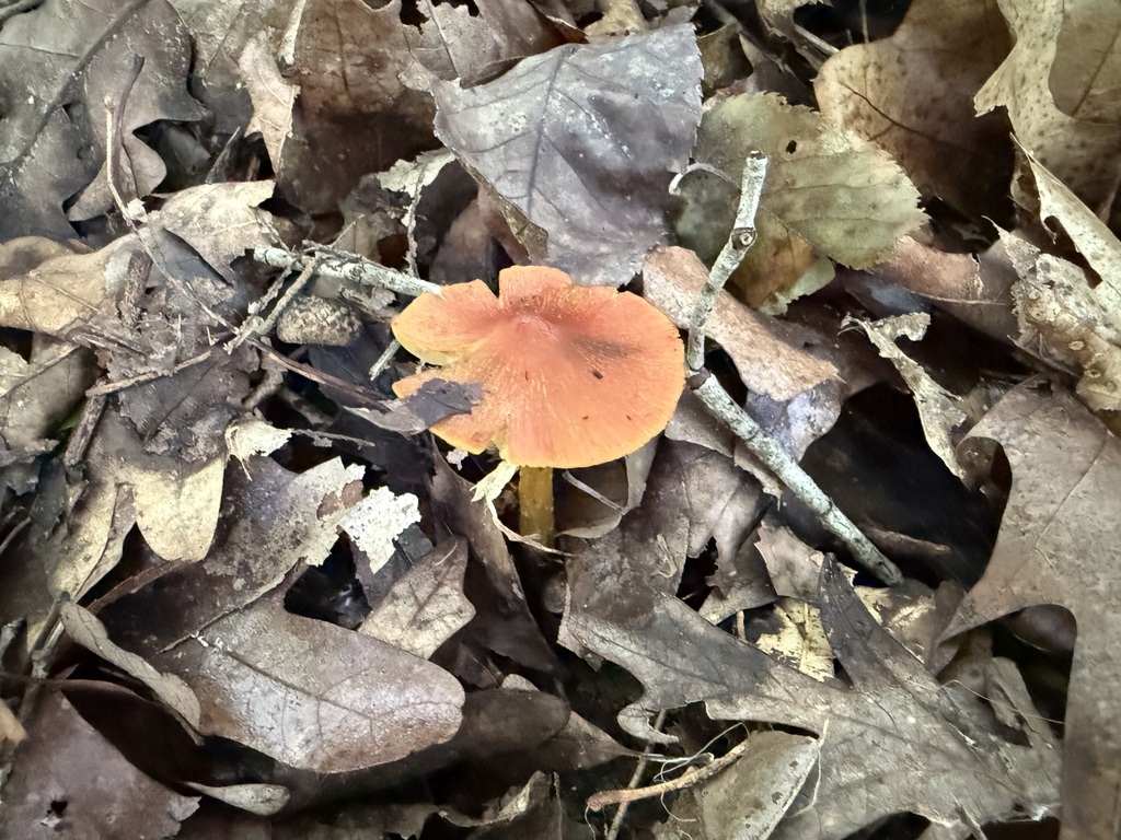 Hygrocybe sp. 'conica-MO01'