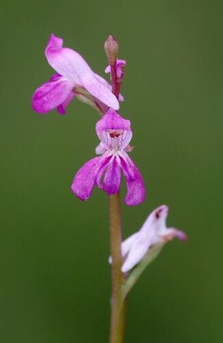 Satyrium aciculare
