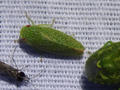 Rugosana querci