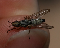 Dorycera
