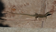 Phoenicolacerta troodica