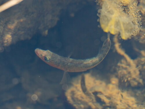 Gasterosteus aculeatus