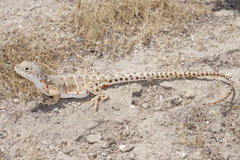 Blunt-Nosed Leopard Lizard photo 3