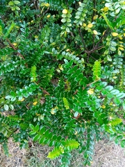 Zanthoxylum beecheyanum