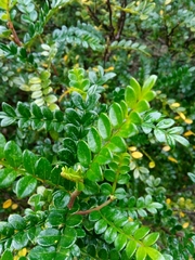 Zanthoxylum beecheyanum