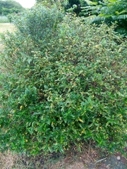 Zanthoxylum beecheyanum