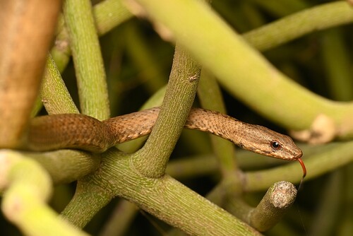 Pencil Snake