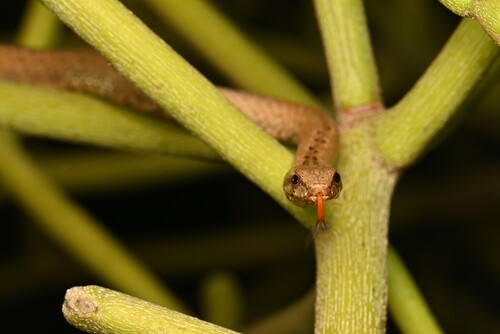 Pencil Snake