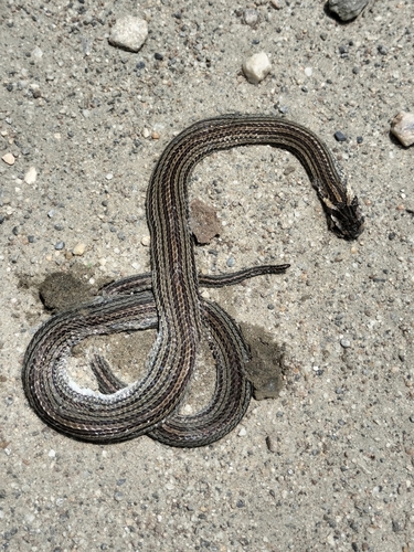 Nagarkot Kukri Snake