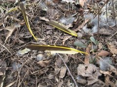 Colaptes auratus auratus