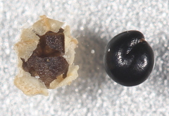 Chenopodium pratericola