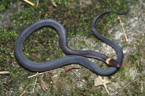 Achalinus jianghuaensis