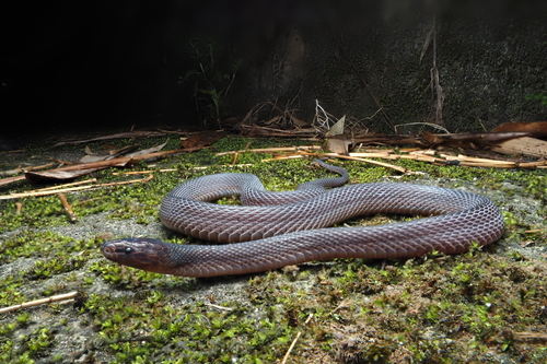 Achalinus hunanensis