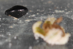 Chenopodium leptophyllum