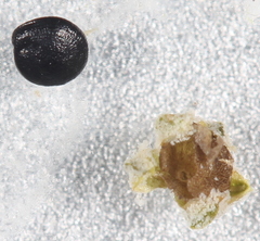 Chenopodium leptophyllum