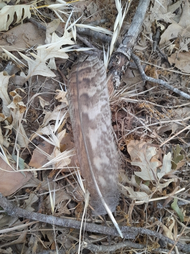 View observation of {o.common_name} on iNaturalist