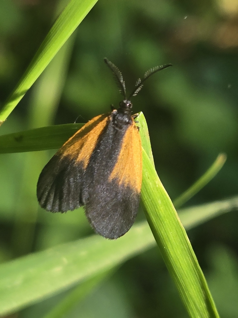 Orange-patched Smoky Moth from Erie, PA 16507, USA on June 10, 2025 at ...