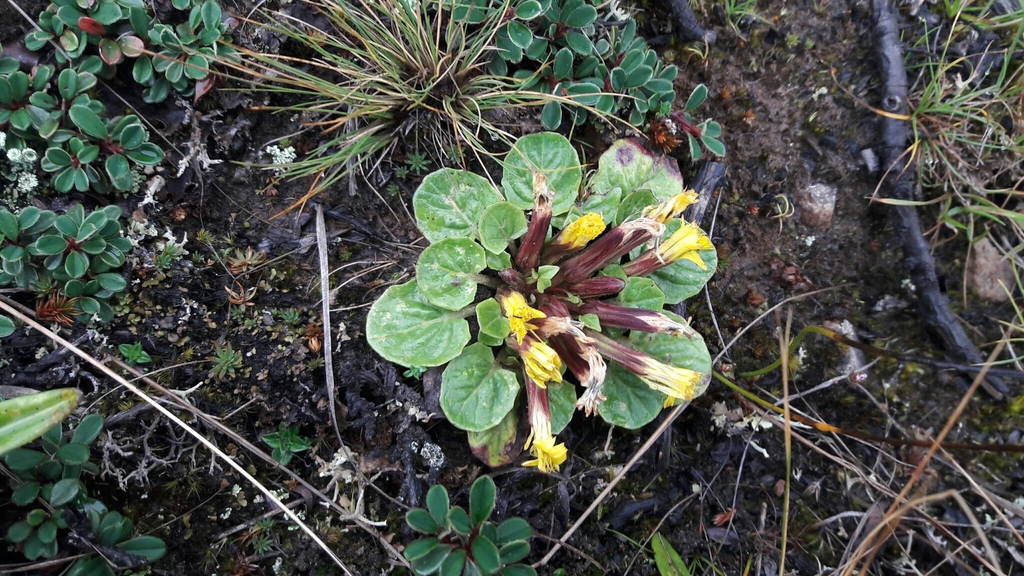 Soroseris depressa