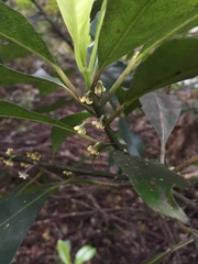 Melicytus macrophyllus