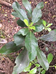 Melicytus macrophyllus