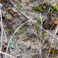 Pterygoneurum ovatum