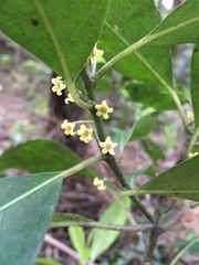 Melicytus macrophyllus