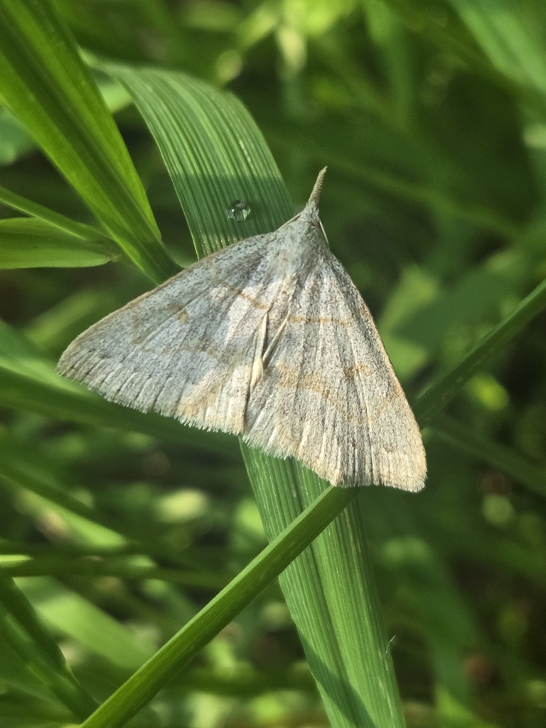 Morbid Owlet from Erie, PA 16507, USA on June 10, 2025 at 08:48 AM by ...