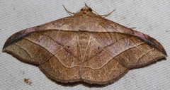 Tiruvaca subcostalis