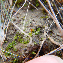 Pterygoneurum ovatum