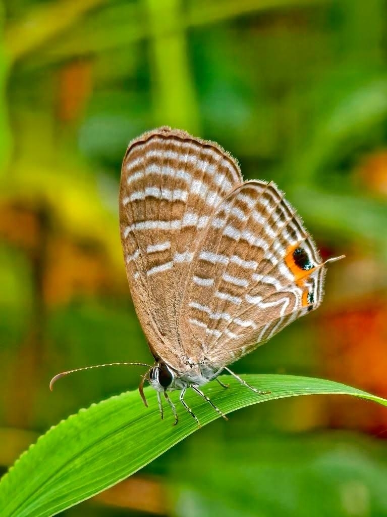 Common Cerulean