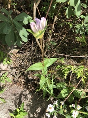 Gentiana rubricaulis