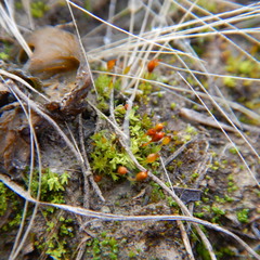 Pterygoneurum ovatum