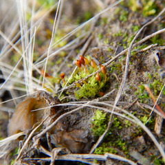 Pterygoneurum ovatum