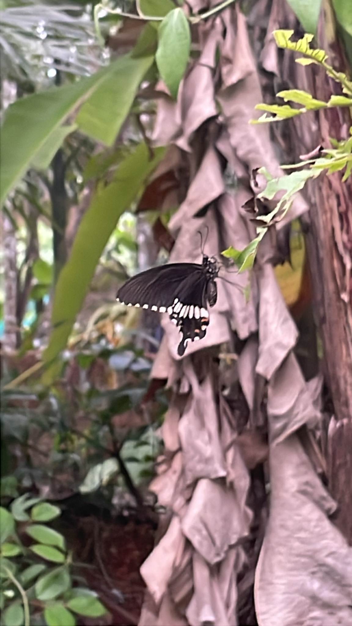 Common Mormon