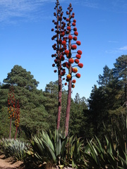 Agave atrovirens