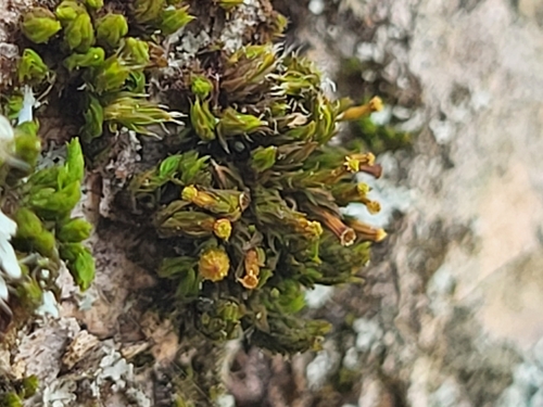 Orthotrichum pumilum observed 2025-06-10