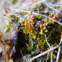 Pterygoneurum ovatum