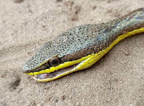 Elegant Sand Racer