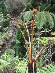 Cyathea glauca