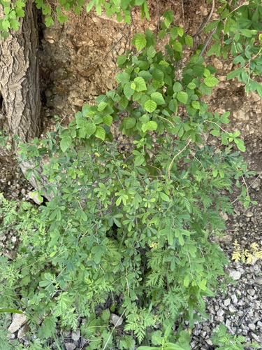 Ostryopsis davidiana, photograph 4