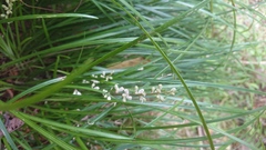 Liriope graminifolia