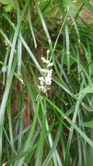 Liriope graminifolia