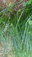 Liriope graminifolia