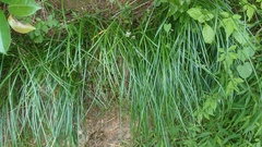 Liriope graminifolia