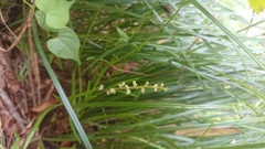 Liriope graminifolia