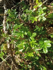 Acaena pallida
