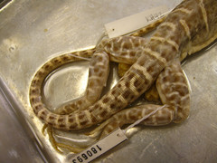 Blunt-Nosed Leopard Lizard photo 4