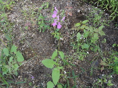 Stachys tenerrima