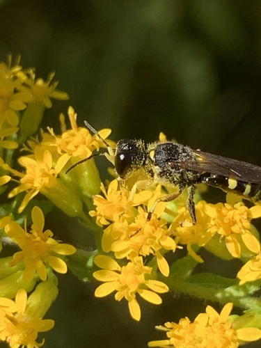 Ectemnius maculosus photo 2